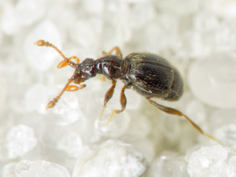 Bryaxis bulbifer (Reichenbach, 1816)